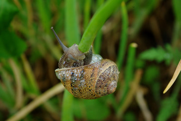escargot