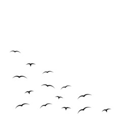 flying birds