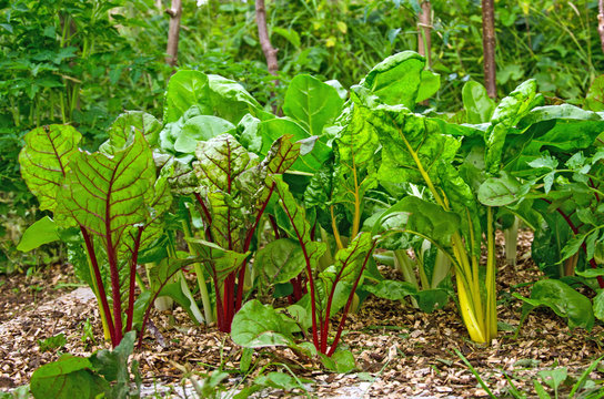 Carde dans le jardin