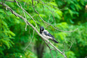 Crow on a tree branch