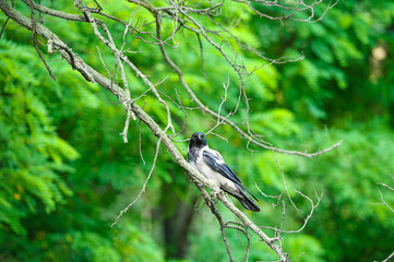 Crow on a tree branch
