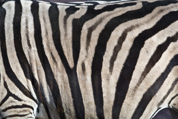 Fototapeta na wymiar Zebra Fell