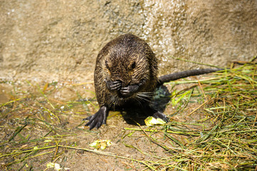 nutria