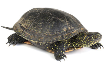 Obraz premium turtle