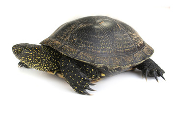 Obraz premium turtle