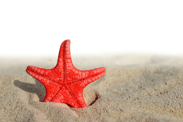 starfish in the sand on white background