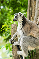 ring-tailed lemur (lemur catta)
