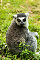 ring-tailed lemur (lemur catta)
