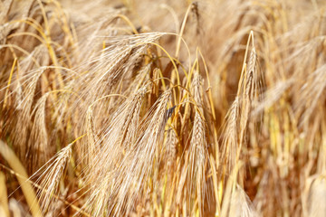 detail of wheat field