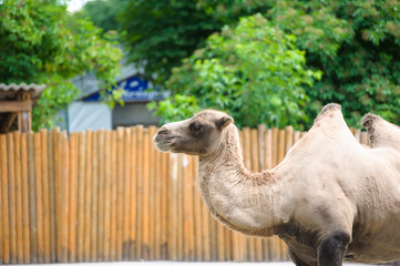 camel