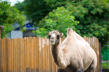 camel