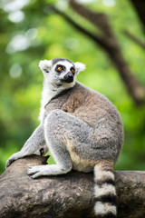 ring-tailed lemur (lemur catta)