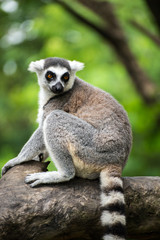 Naklejka premium ring-tailed lemur (lemur catta)