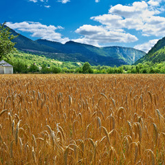 Wheat