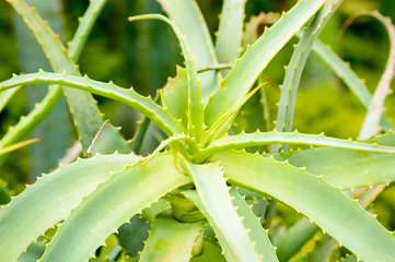 Aloe vera