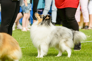 Shetland sheepdog