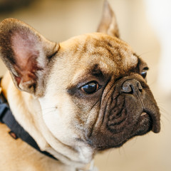 Dog French Bulldog