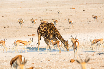 Fototapeta na wymiar Giraffe drinking water in Etosha NP