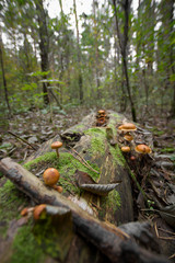 mushrooms on a tree stump