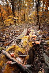 mushrooms on a tree stump
