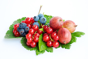 Blueberries, currants and gooseberries