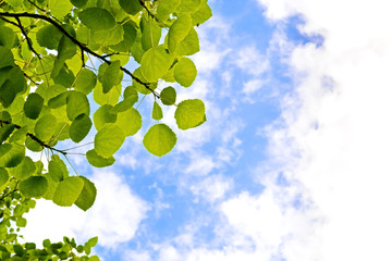 Aspen leaves on sky background
