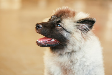 Gray Keeshound, Keeshond, Keeshonden dog (German Spitz)
