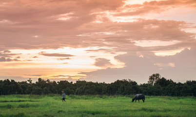Obraz na płótnie Canvas buffalo in a field and sunset