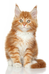 Ginger Maine Coon kitten on whit