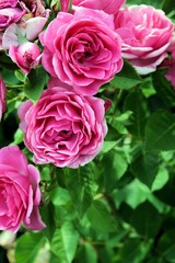 Cascata di rose