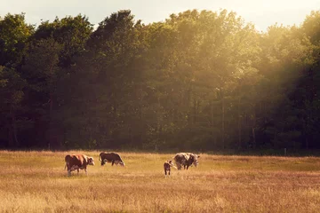 Selbstklebende Fototapete Kuh Pasture