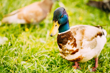 The duck male Close-Up