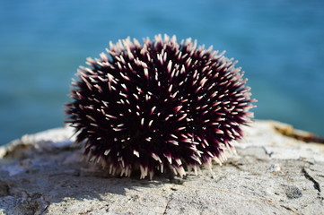 Morski jež - Sea urchin