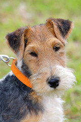 Detail of typical Fox Terrier Wire dog