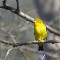 Obraz premium Western Tanager