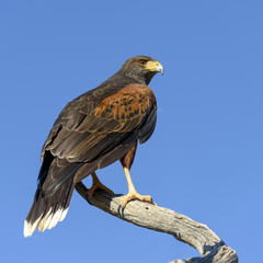 Harris Hawk