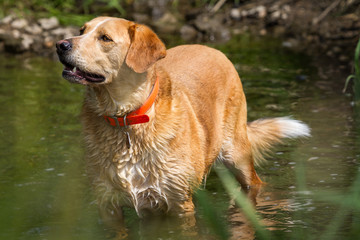 Labrador beim abkühlen
