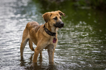 Wasserratte