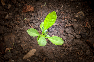 Seedlings in new life on top view