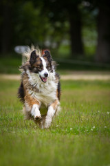 Hund in Action
