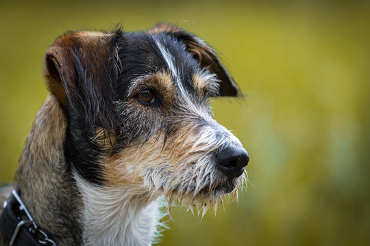 Terrier sales cross dachshund