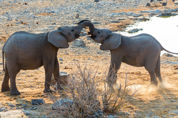 Fototapeta na wymiar Young Elephants Greeting