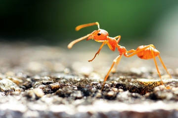 red ant 