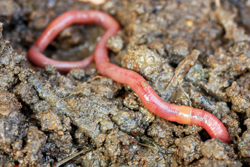 Earthworms in mold, macro photo © Classic