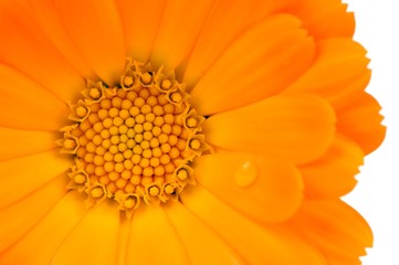 Calendula (Pot Marigold) Flower Close-Up on White Background