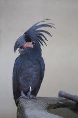 Palm Cockatoo Parrot, Kuala Lumpur, Malaysia