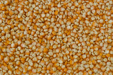 Field corn seed