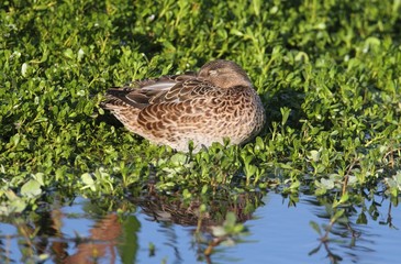 Female Blue-winged Teal