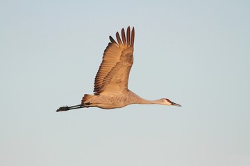 Sandhill Crane  (Grus canadensis)