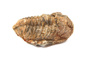 trilobite fossil